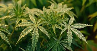 The Ultimate Guide to Lemon Weed Strains